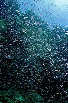 Estuarine: Estuarine Glass Perchlet / Largespined Glassfish