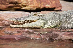 Estuarine: Estuarine / Saltwater Crocodile