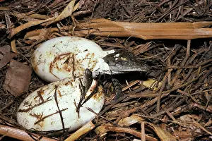 Porosus: Estuarine / Saltwater Crocodile - baby breaking