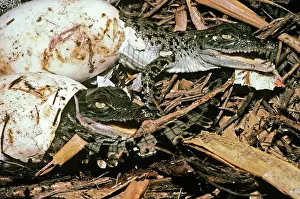 Estuarine: Estuarine / Saltwater Crocodile - baby breaking