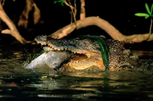 Lates: Estuarine / Saltwater Crocodile - Eating Barramundi