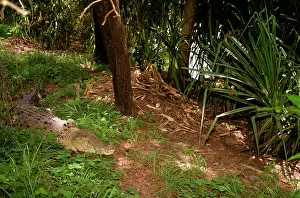 Porosus: Estuarine / Saltwater Crocodile - female at nest