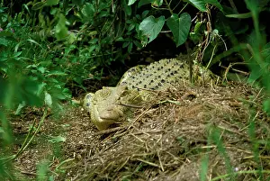 Estuarine: Estuarine / Saltwater Crocodile - female & nest