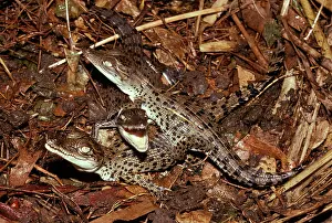 Estuarine: Estuarine / Saltwater Crocodile - hatchlings