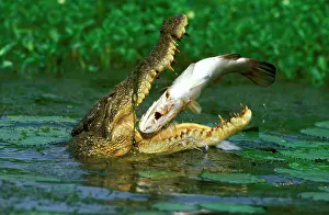 Lates: Estuarine / Saltwater Crocodile - With jaws wide