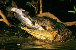 Lates: Estuarine / Saltwater Crocodile - With jaws wide
