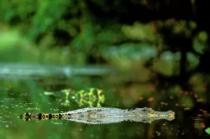 Partly: Estuarine / Saltwater Crocodile partly submerged in water