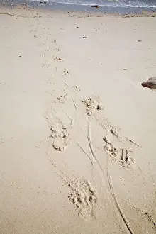 Estuarine: Estuarine / Saltwater Crocodile tracks