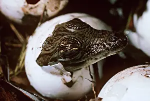 Porosus: Estuarine / Saltwater Crocodile - young hatching