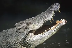 Elizabeth Bomford: Estuarine / Saltwater / Indo-Pacific Crocodile