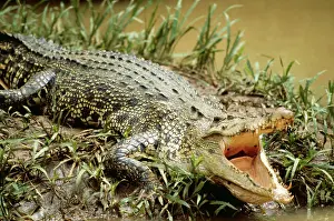Armour: Estuarine / Saltwater / Indo-Pacific Crocodile