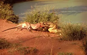 Wallabies: Estuarine / Saltwater / Indo-Pacific Crocodile