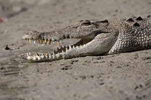 Estuarine / Saltwater / Indo-Pacific Crocodile