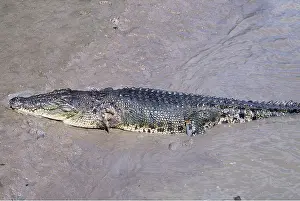 Estuarine: Estuarine / Saltwater / Indo-Pacific Crocodile -