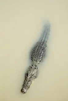 Estuarine: Estuarine / Saltwater / Indo-Pacific Crocodile