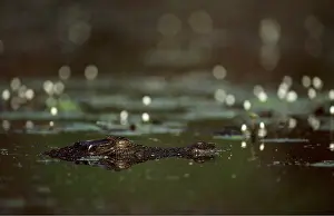 Estuarine: Estuarine / Saltwater / Indo-Pacific Crocodile -
