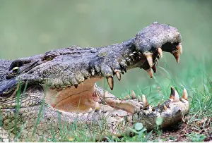 Estuarine: Estuarine / Saltwater / Indo-Pacific Crocodile
