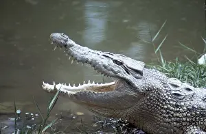 Estuarine: Estuarine / Saltwater / Indo-Pacific Crocodile