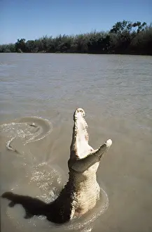 Mouths: Estuarine / Saltwater / Indo-Pacific Crocodile