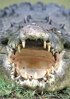 Estuarine: Estuarine / Saltwater / Indo-Pacific Crocodile - mouth open