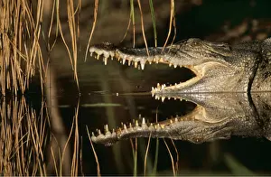 Estuarine: Estuarine / Saltwater / Indo-Pacific Crocodile - mouth open
