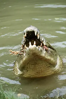 Swallowing: Estuarine / Saltwater / Indo-Pacific Crocodile - with prey