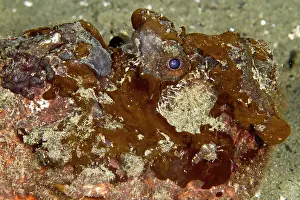 Estuarine: Estuarine Stonefish