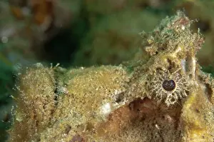 Spine: Estuarine Stonefish