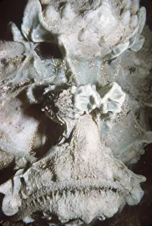 Ugly: ESTUARINE STONEFISH