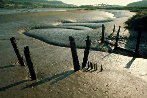 Elizabeth Bomford: Estuary - mudflats