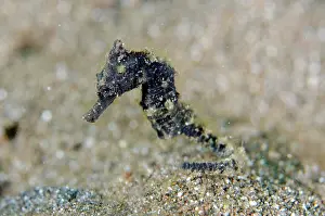 Kuda: Estuary Seahorse