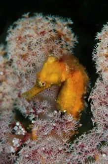 Estuary: Estuary Seahorse