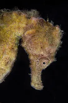 Estuary: Estuary Seahorse