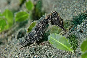 Spiny: Estuary Seahorse - Melasti dive site, Amed, Karangasem