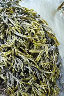 Fucales: Estuary wrack. Aber Benoet, Saint-Pabu, Finistere