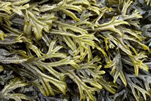 Fucales: Estuary wrack. Aber Benoet, Saint-Pabu, Finistere