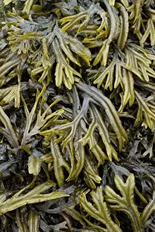 Fucales: Estuary wrack. Aber Benoet, Saint-Pabu, Finistere