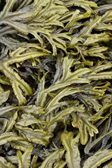 Fucales: Estuary wrack. Aber Benoet, Saint-Pabu, Finistere