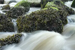 Fucales: Estuary wrack. Stream meetting the Aber Benoet