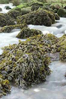 Fucales: Estuary wrack. Stream meetting the Aber Benoet