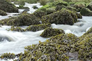 Fucales: Estuary wrack. Stream meetting the Aber Benoet