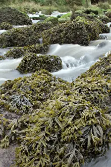 Fucales: Estuary wrack. Stream meetting the Aber Benoet