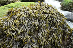 Fucales: Estuary wrack. Stream meetting the Aber Benoet