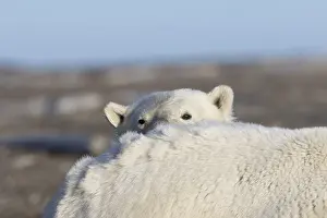 Beaufort: Etats Unis, Alaska, Refuge faunique national arctique