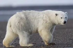 Beaufort: Etats Unis, Alaska, Refuge faunique national arctique