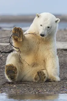 Beaufort: Etats Unis, Alaska, Refuge faunique national arctique