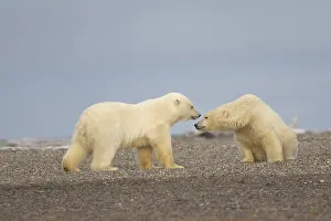 Beaufort: Etats Unis, Alaska, Refuge faunique national arctique