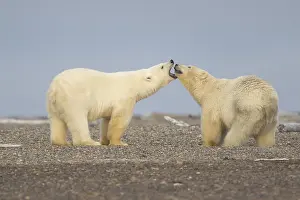 Beaufort: Etats Unis, Alaska, Refuge faunique national arctique