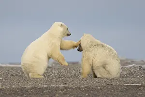 Beaufort: Etats Unis, Alaska, Refuge faunique national arctique