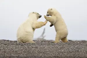Beaufort: Etats Unis, Alaska, Refuge faunique national arctique